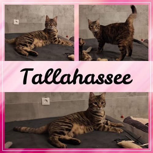 Tallahassee