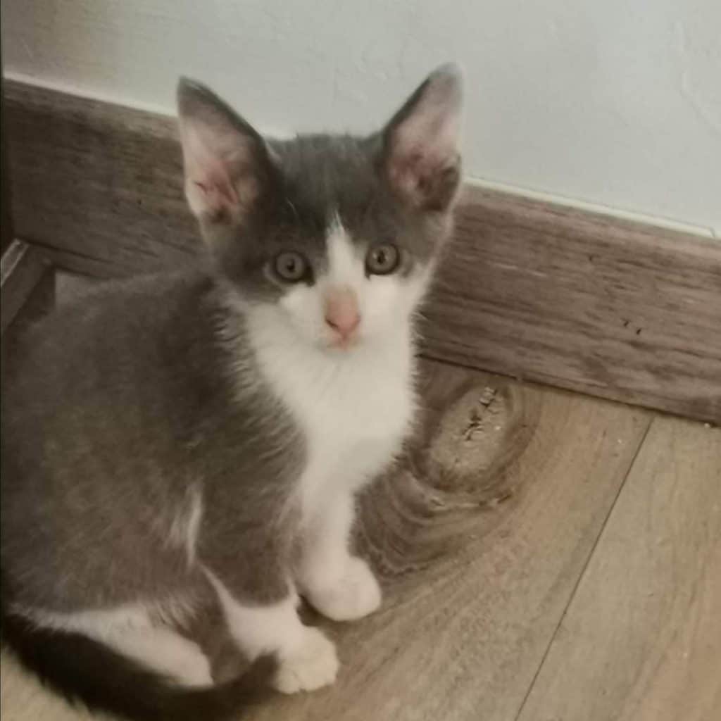 MAYA