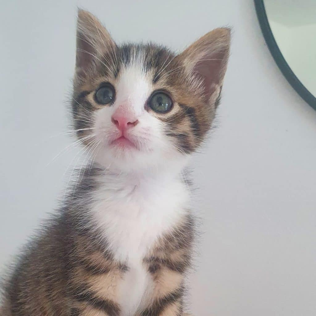 PABLO