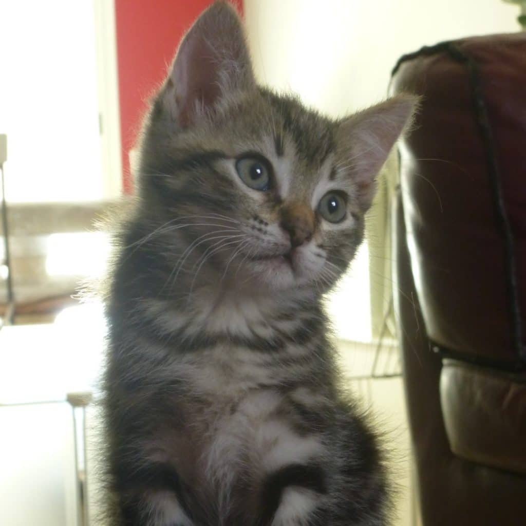 TANAÉ