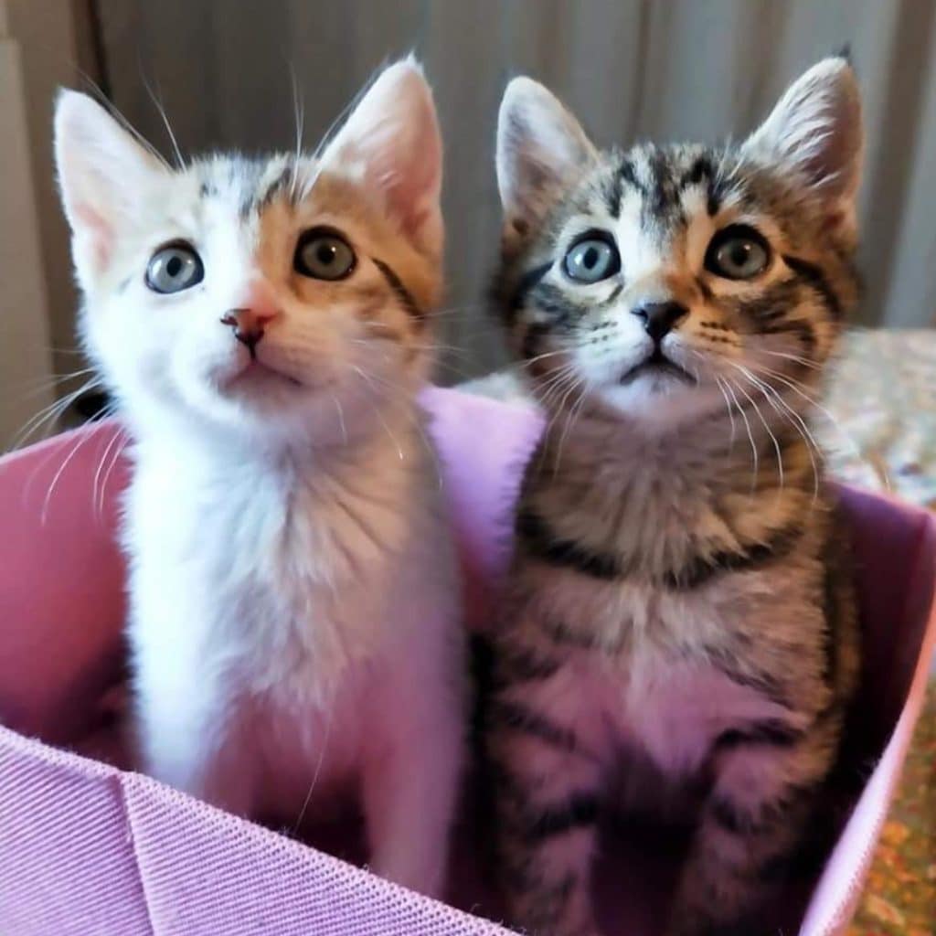 LYLA et CHSYTAL