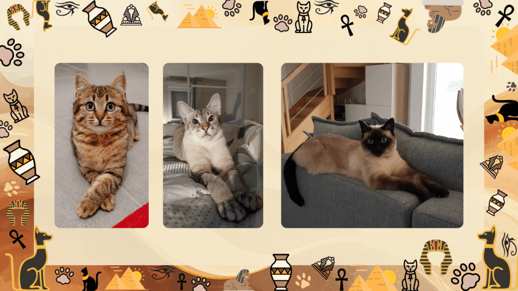 chats egypte