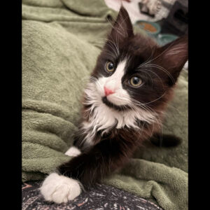 OLIVE