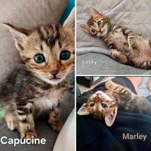 Capucine Lucky Marley
