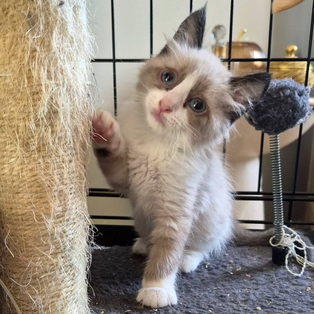 BABYCHOU