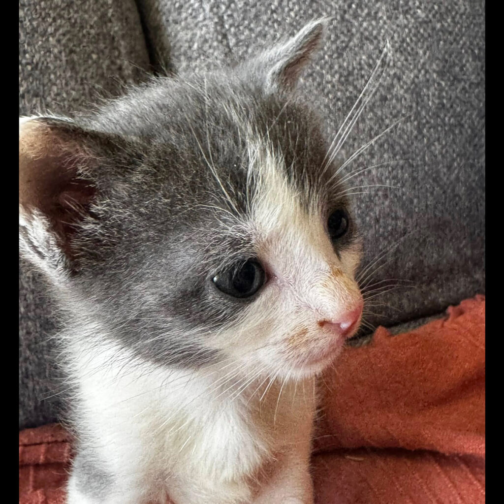 CAPONE