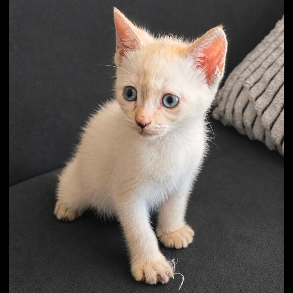 Juliette