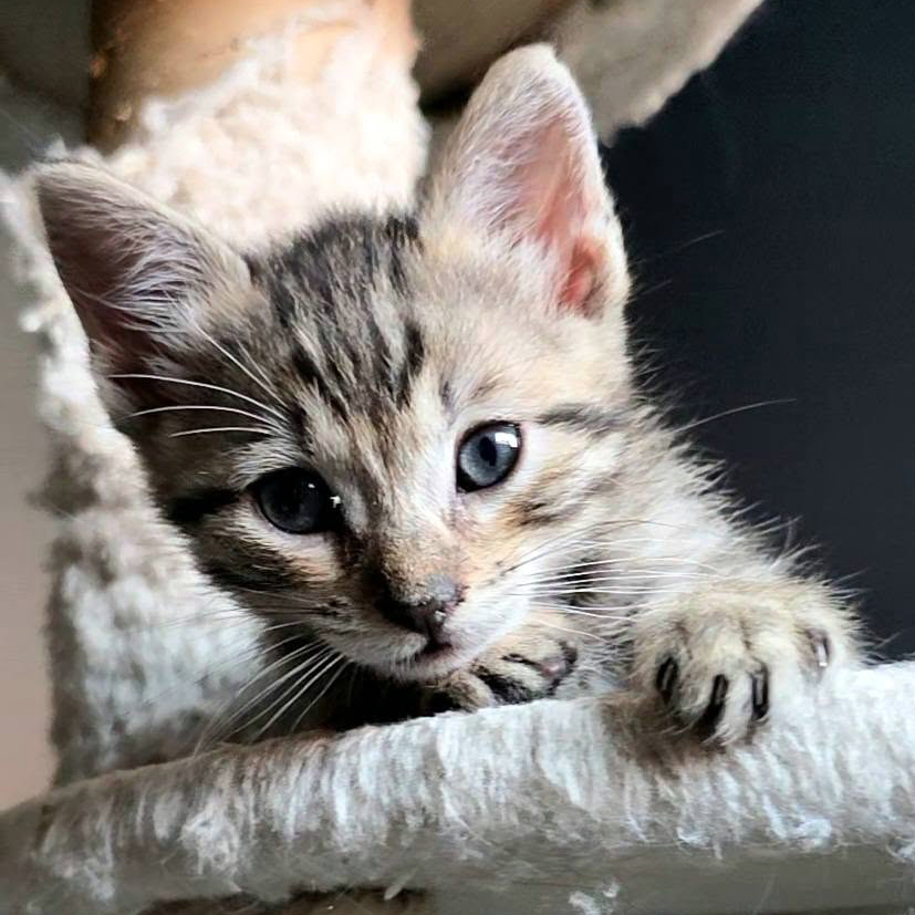 MILO