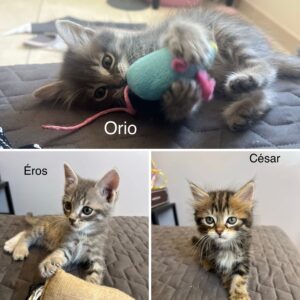 ÉROS, CÉSAR, ORIO